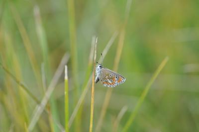 <i>Aricia agestis</i>