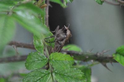 <i>Noctua pronuba</i>