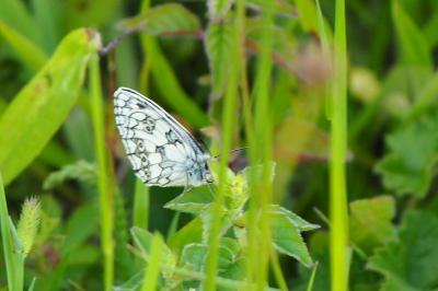 <i>Melanargia galathea</i>