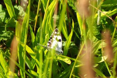 <i>Melanargia galathea</i>