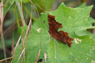 <i>Polygonia c-album</i>