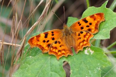 <i>Polygonia c-album</i>