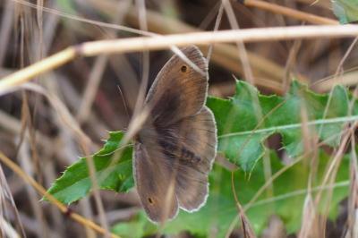 <i>Maniola jurtina</i>