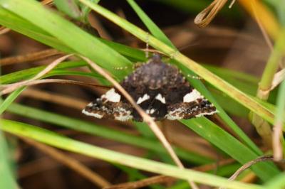 <i>Tyta luctuosa</i>