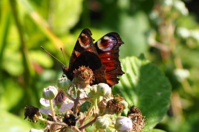 <i>Aglais io</i>