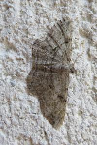 <i>Hypomecis roboraria</i>