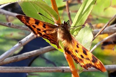 <i>Polygonia c-album</i>