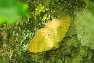 <i>Camptogramma bilineata</i>