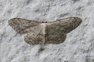 <i>Idaea seriata</i>