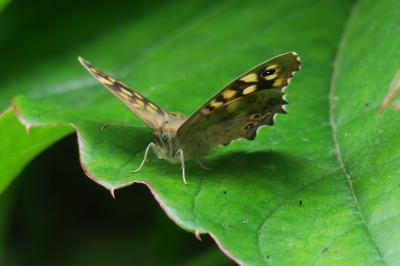 <i>Pararge aegeria</i>
