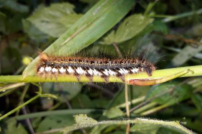<i>Euthrix potatoria</i>