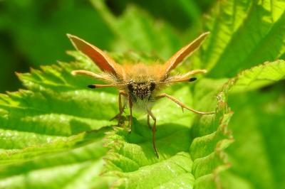 <i>Thymelicus lineola</i>