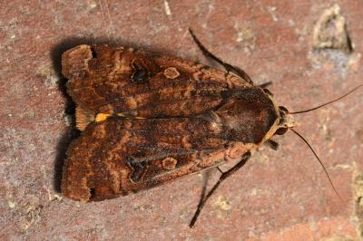 <i>Noctua pronuba</i>
