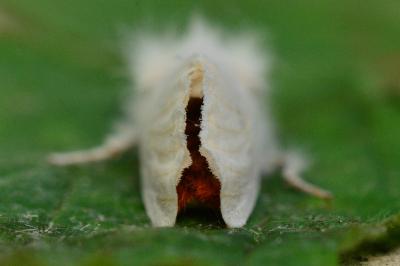 <i>Euproctis chrysorrhoea</i>