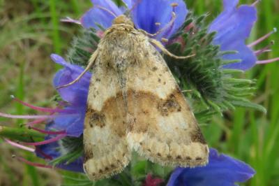 <i>Heliothis viriplaca</i>