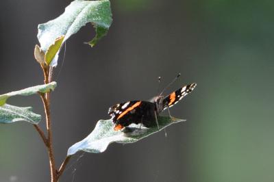 <i>Vanessa atalanta</i>