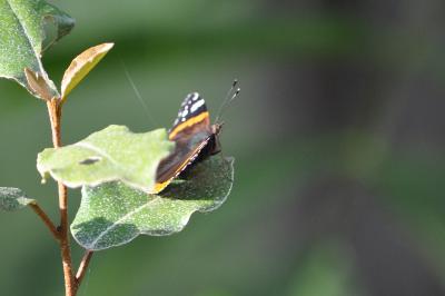 <i>Vanessa atalanta</i>