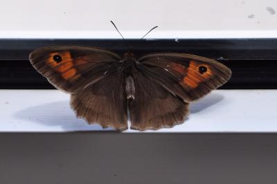 <i>Maniola jurtina</i>