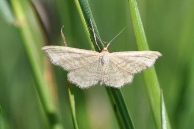 <i>Idaea macilentaria</i>