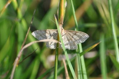 <i>Idaea macilentaria</i>