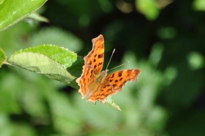 <i>Polygonia c-album</i>