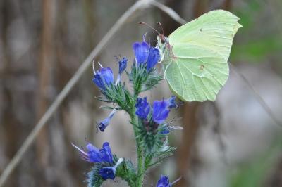 <i>Gonepteryx rhamni</i>