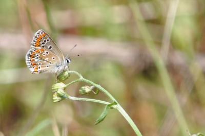 <i>Aricia agestis</i>