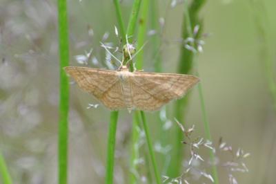 <i>Idaea macilentaria</i>