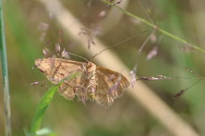 <i>Idaea macilentaria</i>
