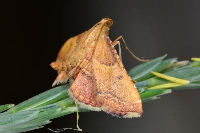 <i>Endotricha flammealis</i>