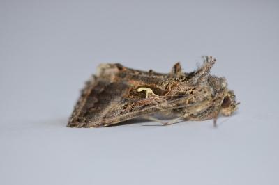 <i>Autographa gamma</i>
