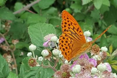 <i>Argynnis paphia</i>