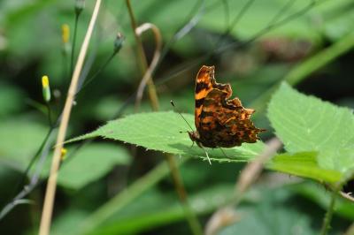<i>Polygonia c-album</i>
