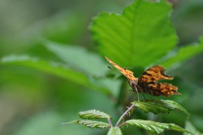 <i>Polygonia c-album</i>