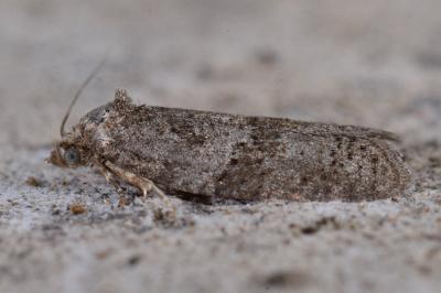 <i>Cnephasia</i>