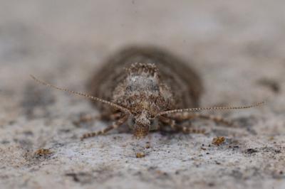 <i>Cnephasia</i>