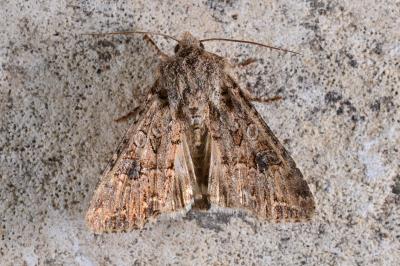 <i>Anarta trifolii</i>