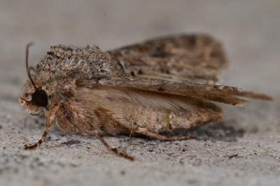 <i>Anarta trifolii</i>