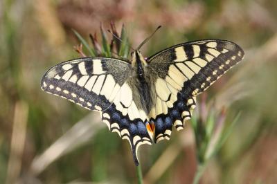 <i>Papilio machaon</i>