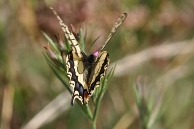<i>Papilio machaon</i>