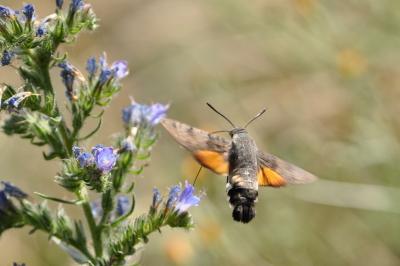 <i>Macroglossum stellatarum</i>