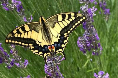 <i>Papilio machaon</i>