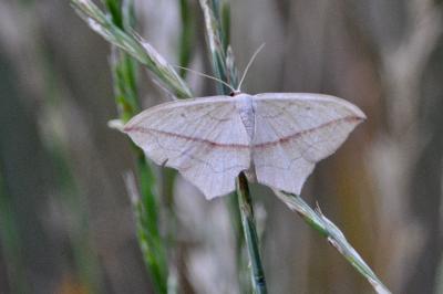 <i>Timandra comae</i>