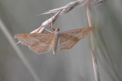 <i>Idaea ochrata</i>