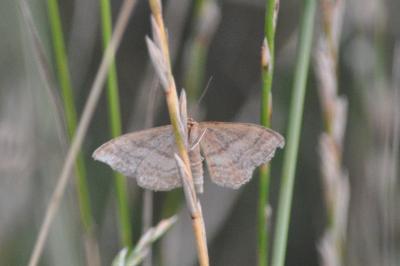 <i>Idaea ochrata</i>