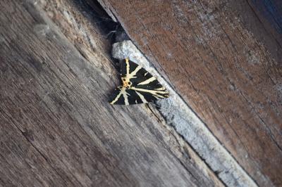 <i>Euplagia quadripunctaria</i>