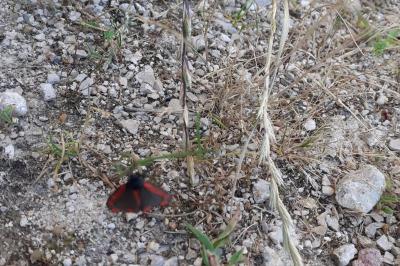 <i>Tyria jacobaeae</i>