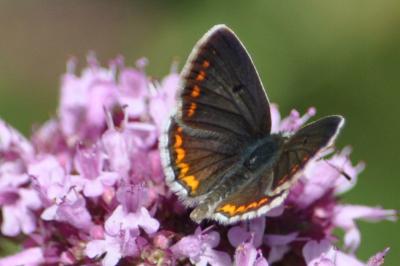 <i>Aricia agestis</i>