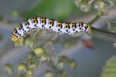 <i>Cucullia scrophulariae</i>