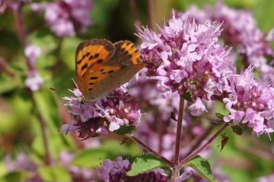 <i>Lycaena phlaeas</i>